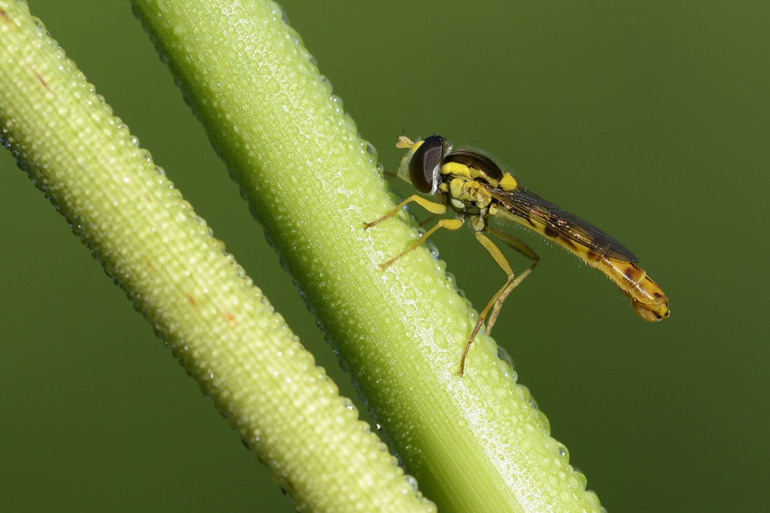 Sphaerophoria scripta femmina?